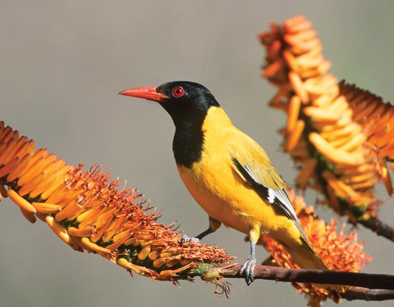 Arizona Birding: Best Hotspots and Species to Watch