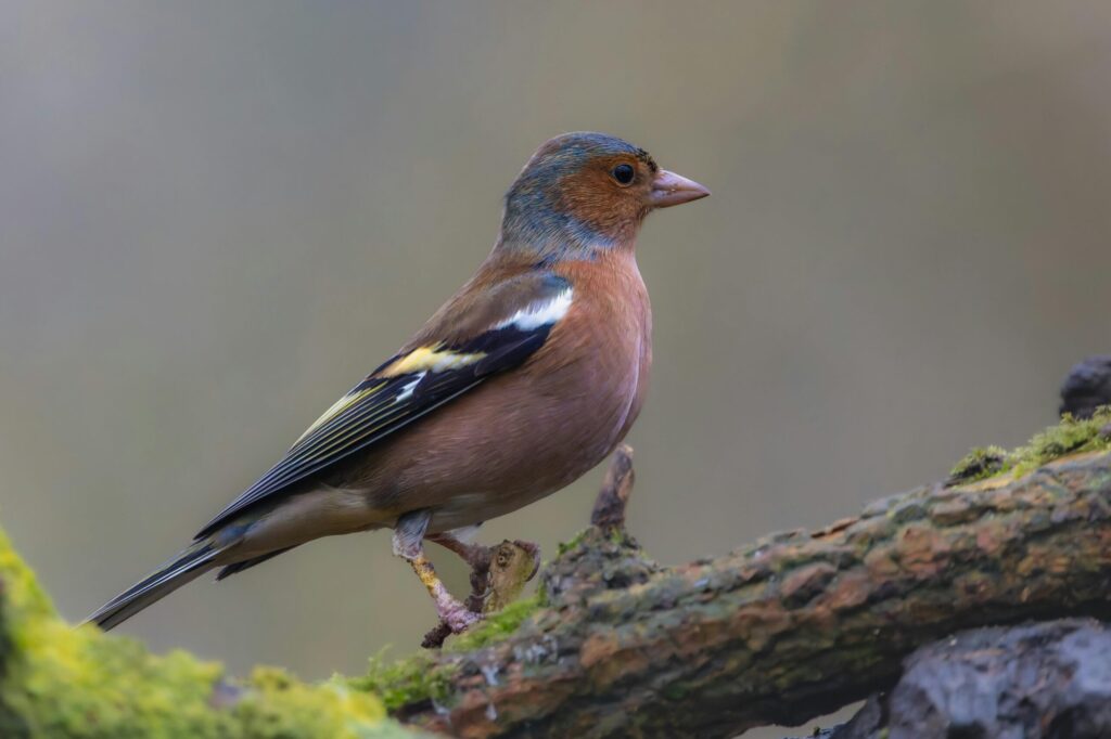 Best Binoculars for Bird Watching