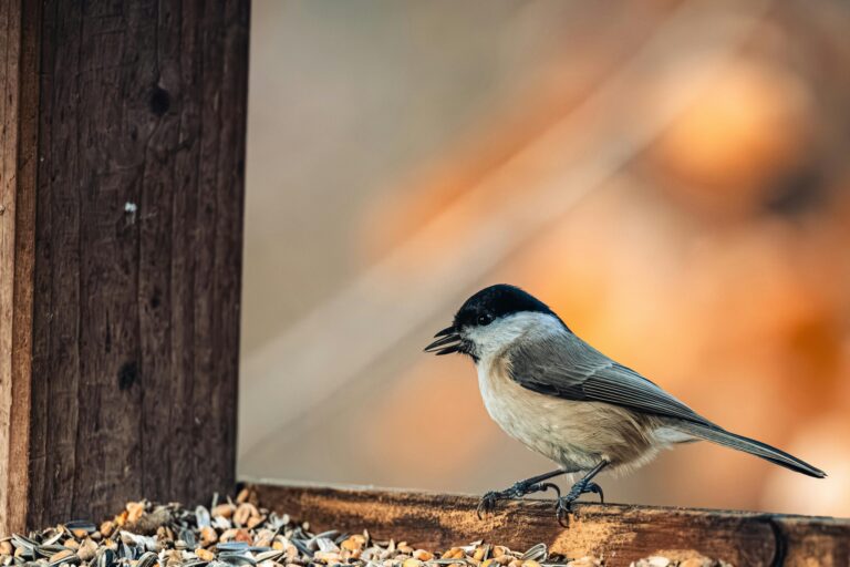 Best Bird Seed For Backyard Bird Watching