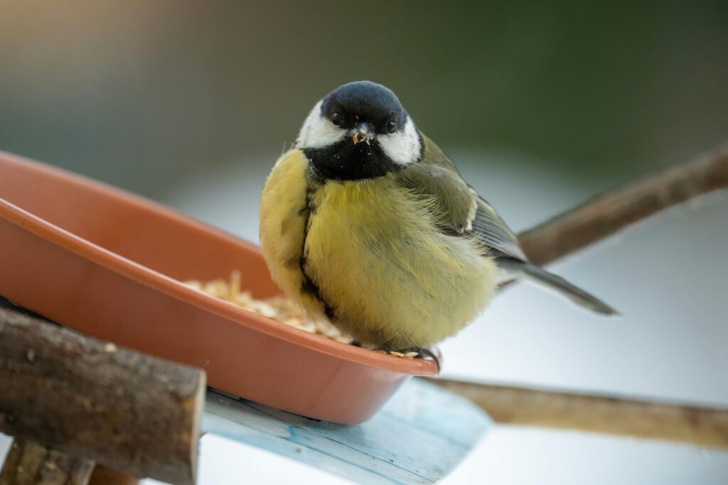 Bird Photography: Beginners Guide