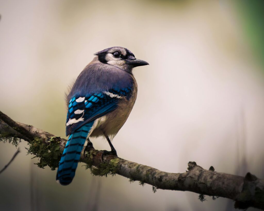 Building the Bird Watching Hobby