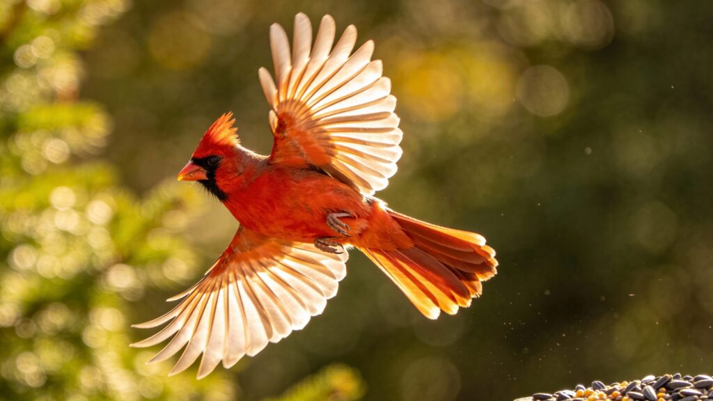 best lens for bird photography