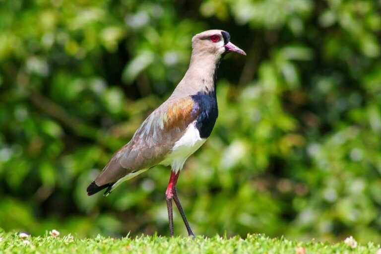 best wildlife photography starter